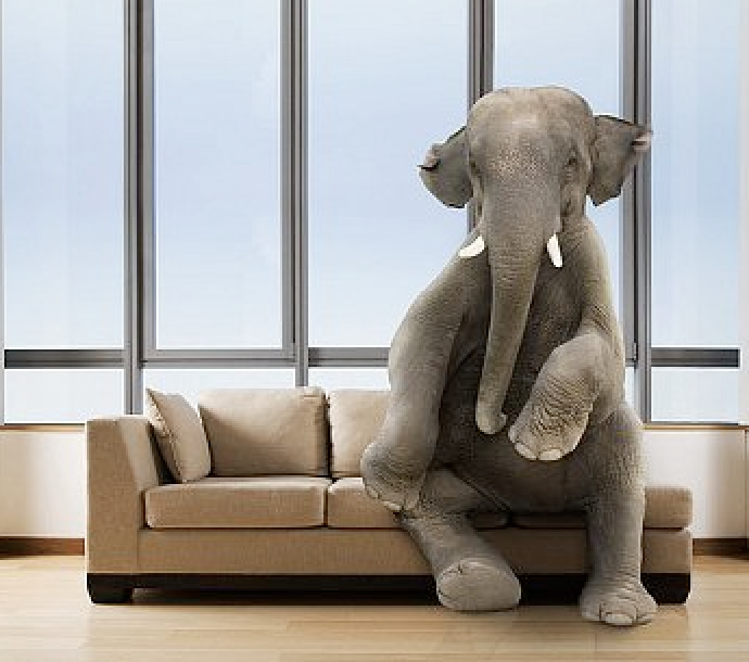 Elephant in sanctuary: Spot the news hooks in shocking changes facing Cincinnati Catholics