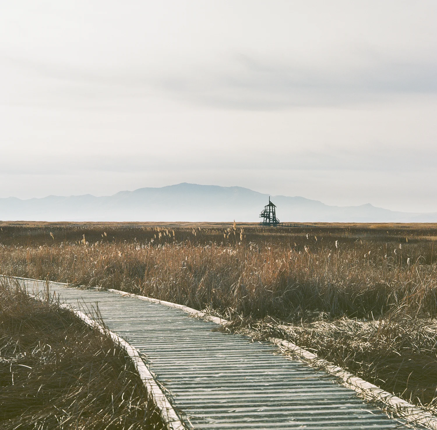 Shorelands #1.jpg