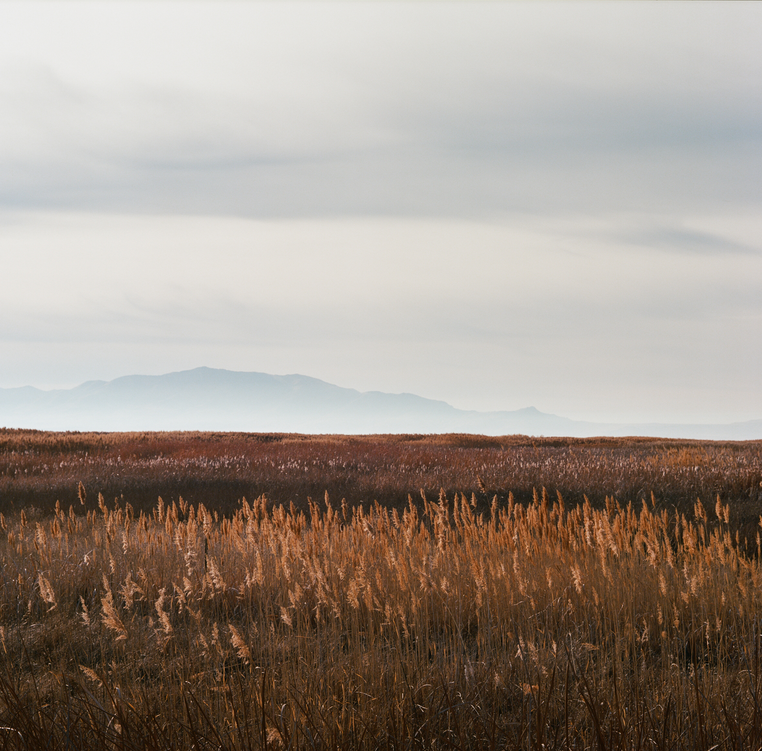 Shorelands #4.jpg