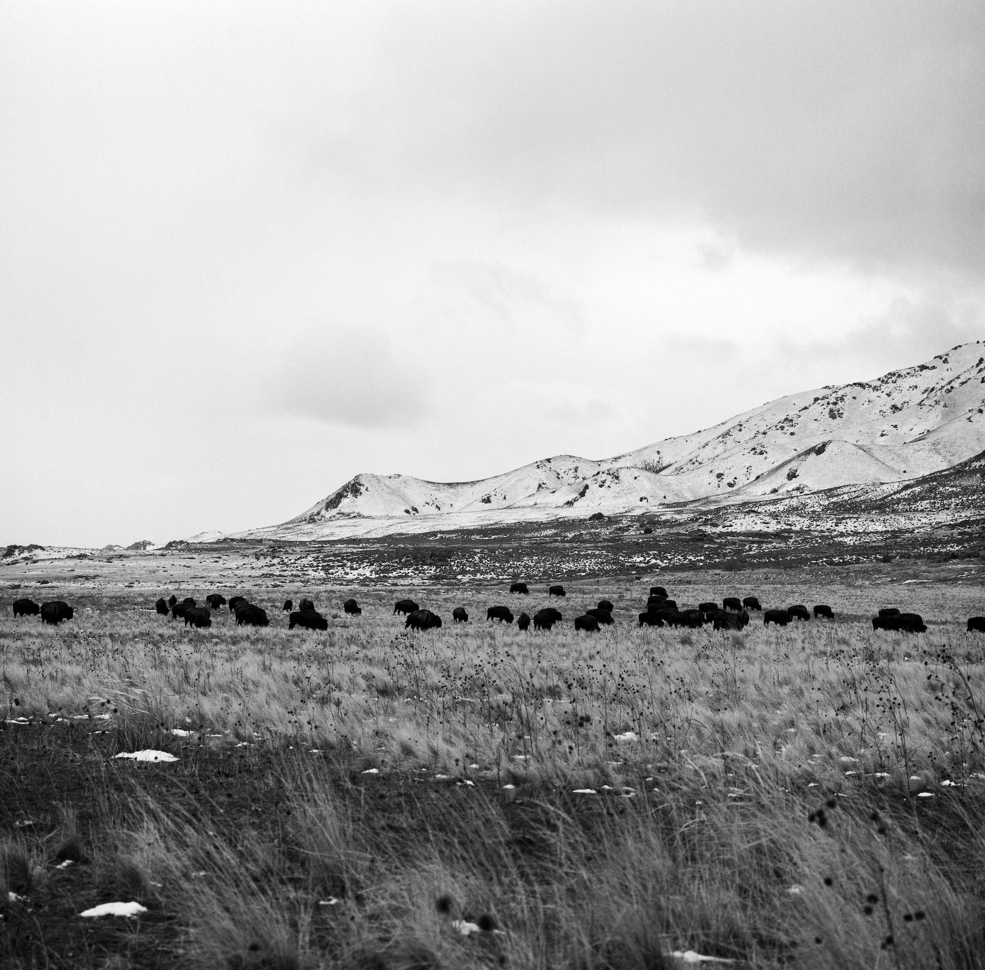 Antelope Herd.jpg