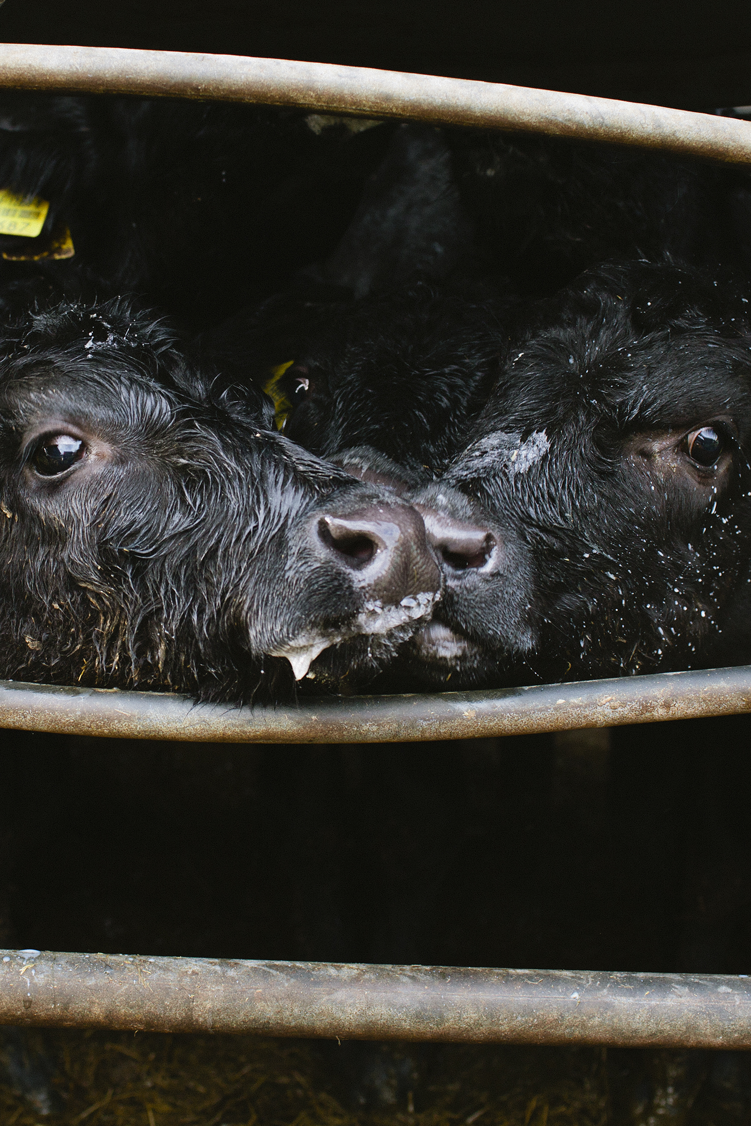 lifestyle-editorial-travel-washington-dc-malek-naz-photography-ireland-cattle-farm-dunegal-calves.jpg