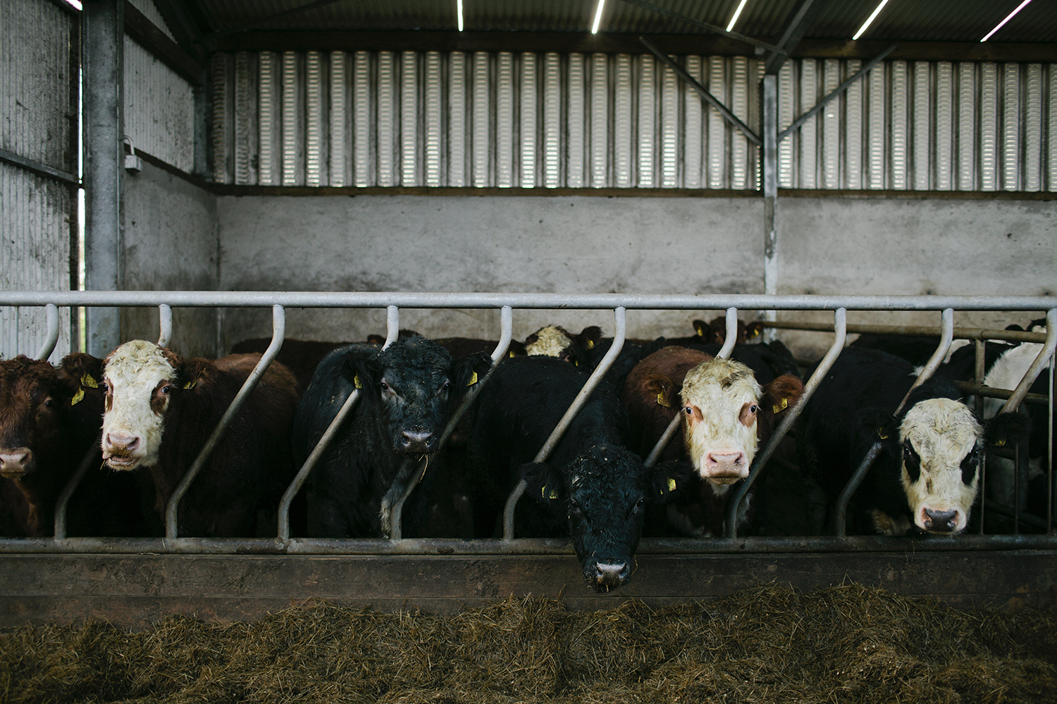 lifestyle-editorial-travel-washington-dc-malek-naz-photography-ireland-cattle-farm-dunegal-bulls.jpg