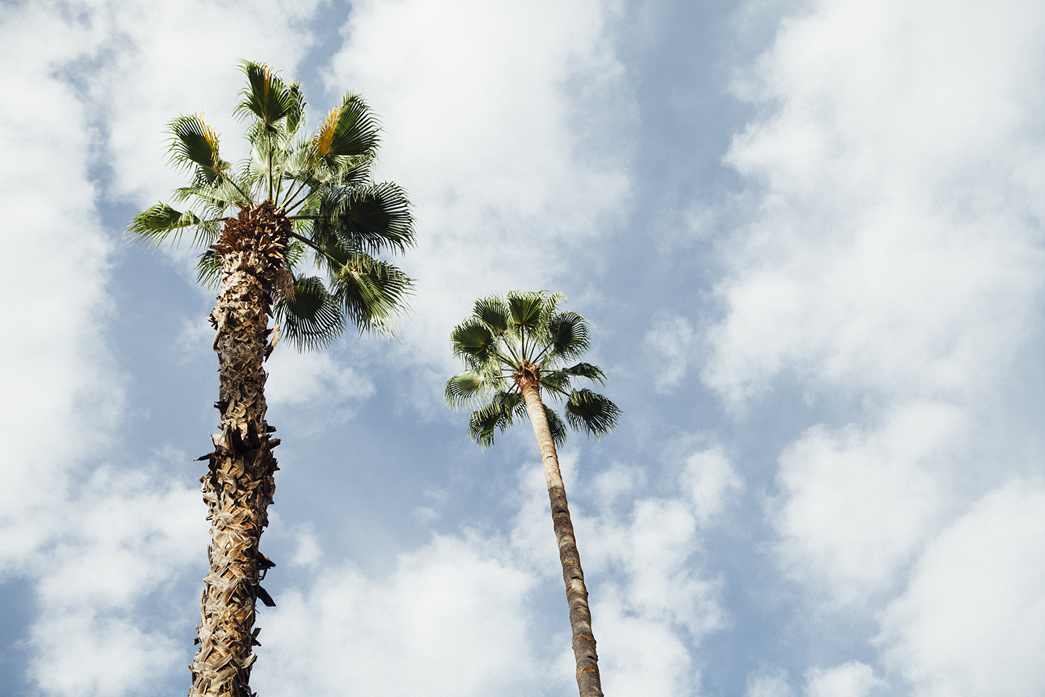 lifestyle-editorial-travel-washington-dc-malek-naz-photography-majorelle-garden-marrakech-palm-tree.jpg