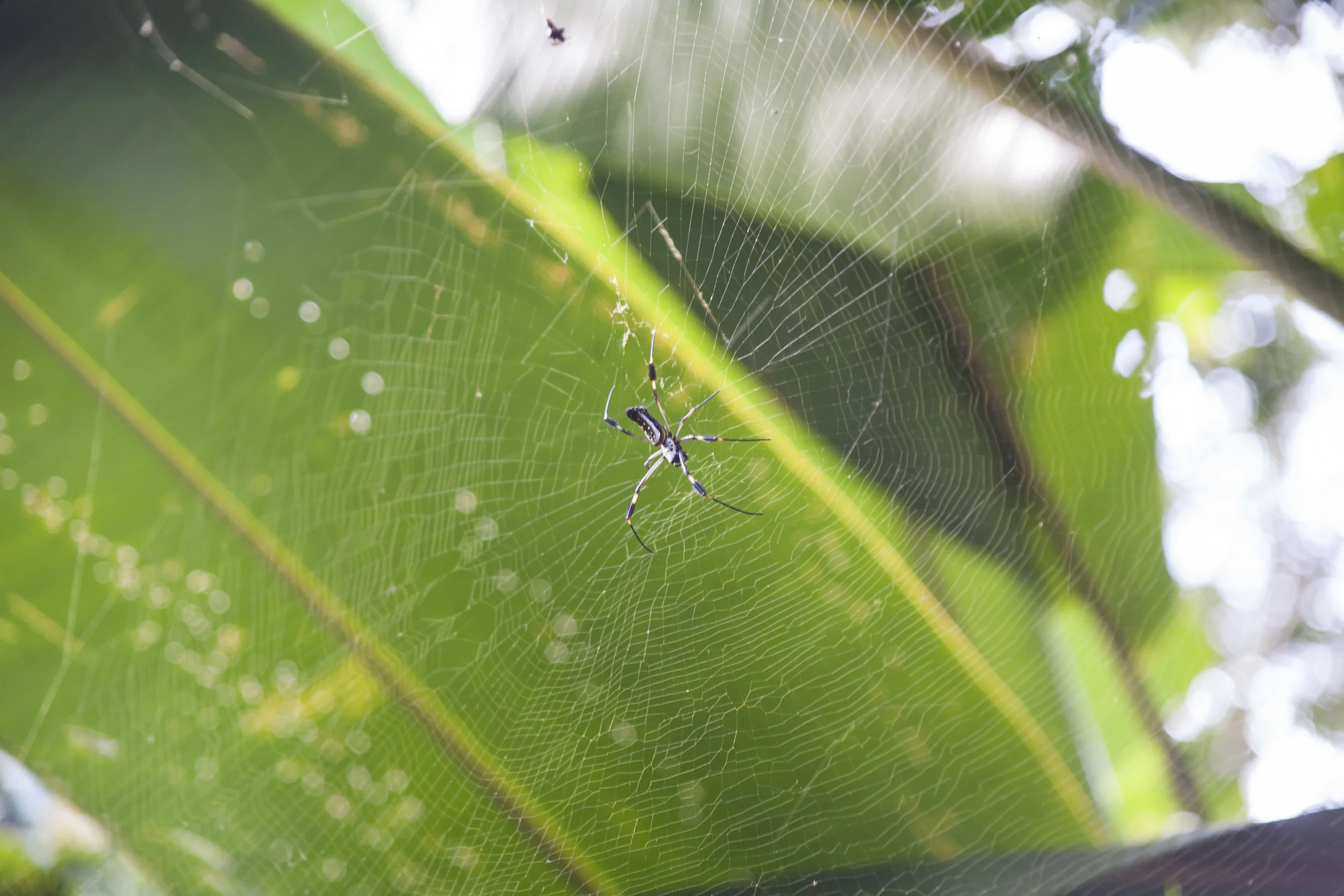 CostaRicaAug2017-9903.jpg