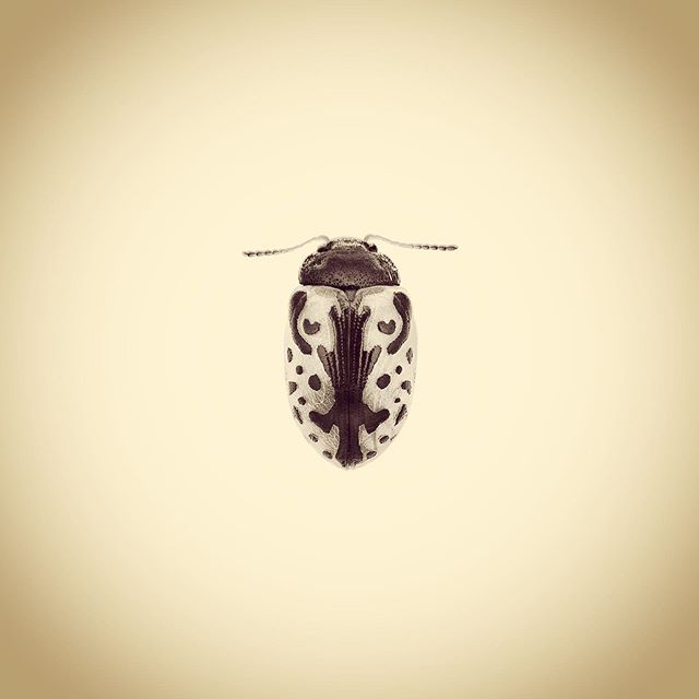 Calligrapha Beetle, Calligrapha sp.

#aphotographicsurvey #artscience  #bug #biodiversity #entomology #ecology #ecologicalart #huffpostarts #iphone #minimal #nature #naturephotography #naturelovers #photoftheday #science #sciart #shotoniphone #typolo