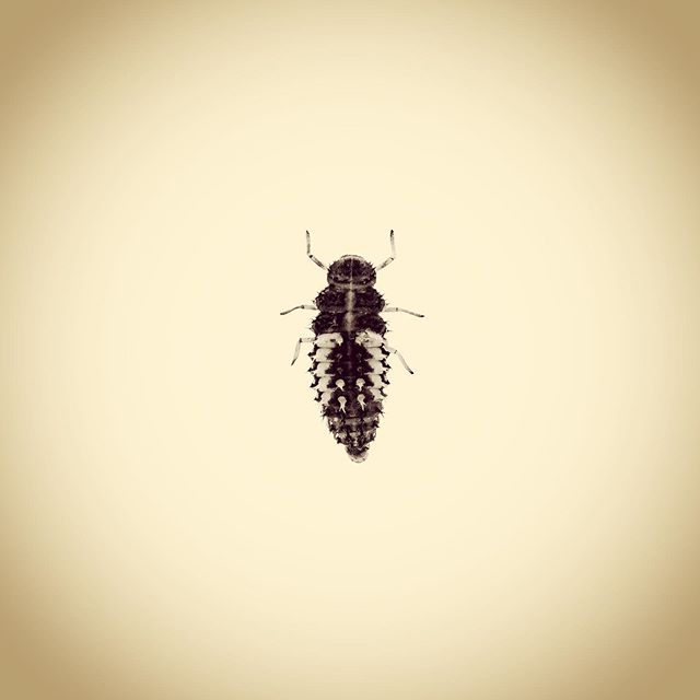 Harlequin Ladybird Larva, Harmonia axyridis 
#aphotographicsurvey #artscience  #bug #biodiversity #entomology #ecology #ecologicalart #huffpostarts #iphone #minimal #nature #naturephotography #naturelovers #photoftheday #science #sciart #shotoniphone