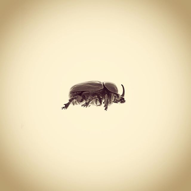 Rhinosceros Beetle, Xyloryctes jamaicensis. 
#aphotographicsurvey #artscience  #bug #biodiversity #entomology #ecology #ecologicalart #huffpostarts #iphone #beetle #rhinoceros #minimal #nature #naturephotography #naturelovers #photoftheday #science #