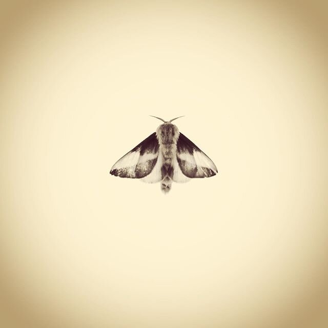 Rosy Maple Moth, Dryocampa rubicunda. ⁣

#aphotographicsurvey #artscience  #bug #biodiversity #entomology #ecology #ecologicalart #huffpostarts #iphone #moth #minimal #nature #naturephotography #naturelovers #photoftheday #science #sciart #shotonipho