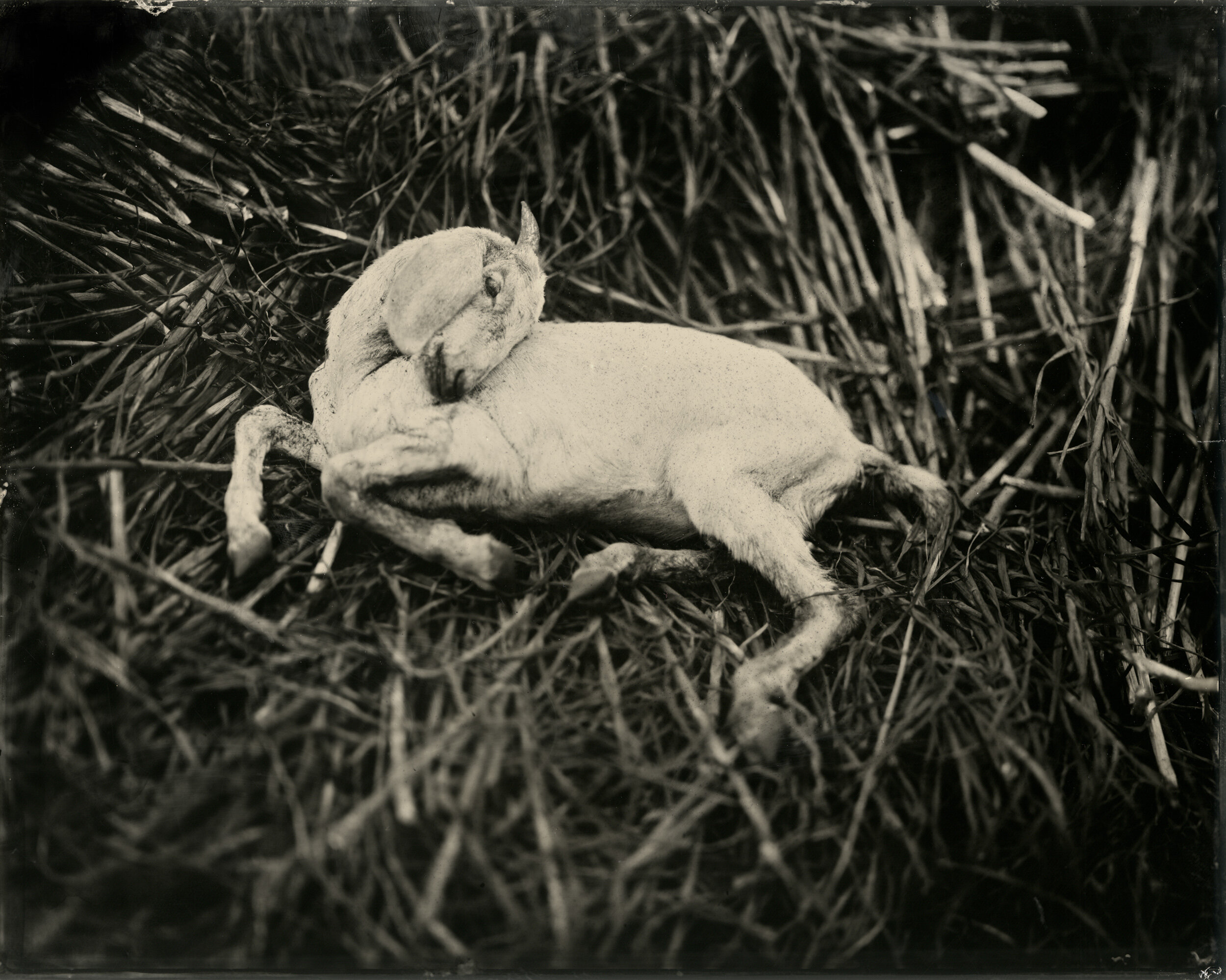 ResizedTintypes0139.jpg