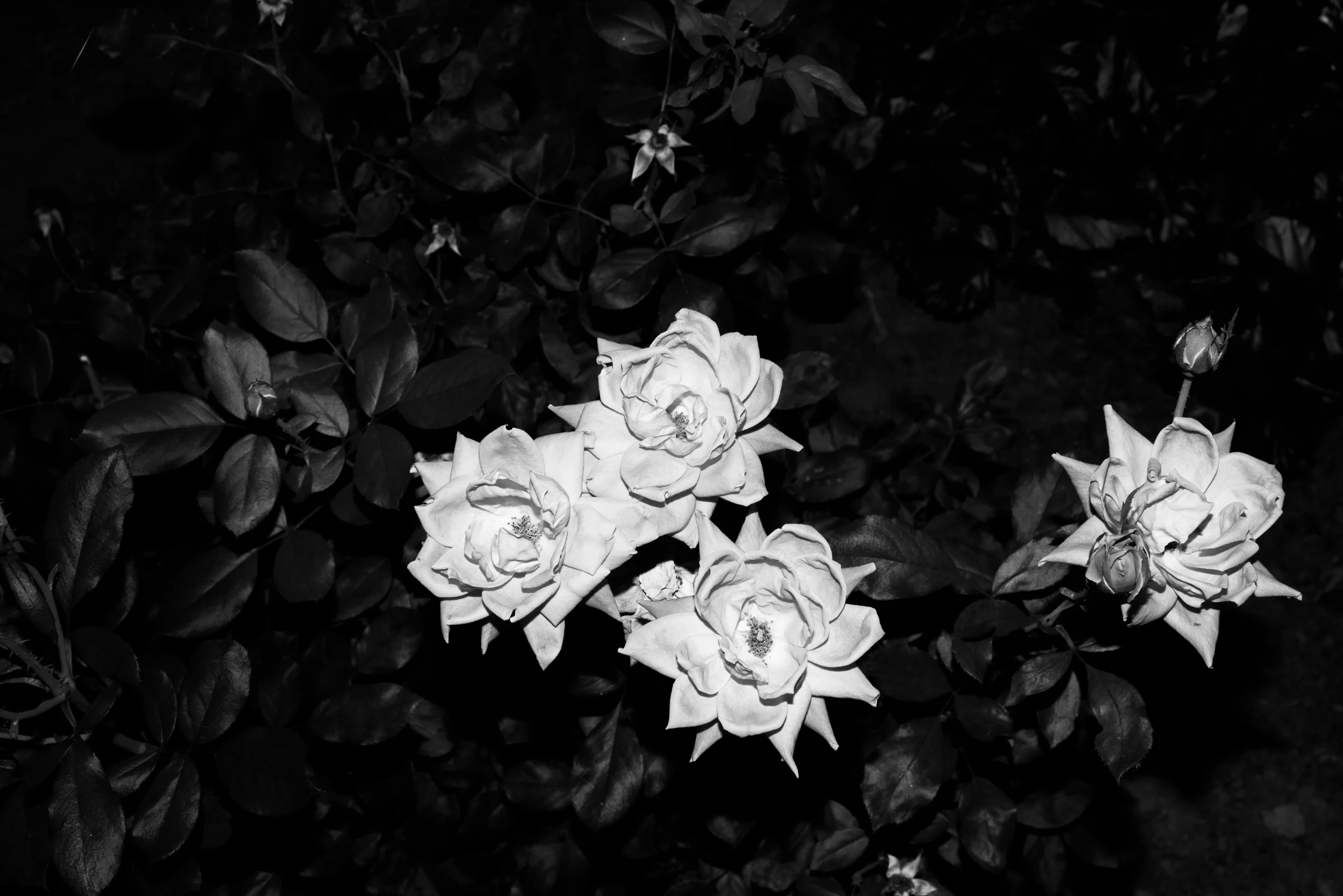 Rose Blooms