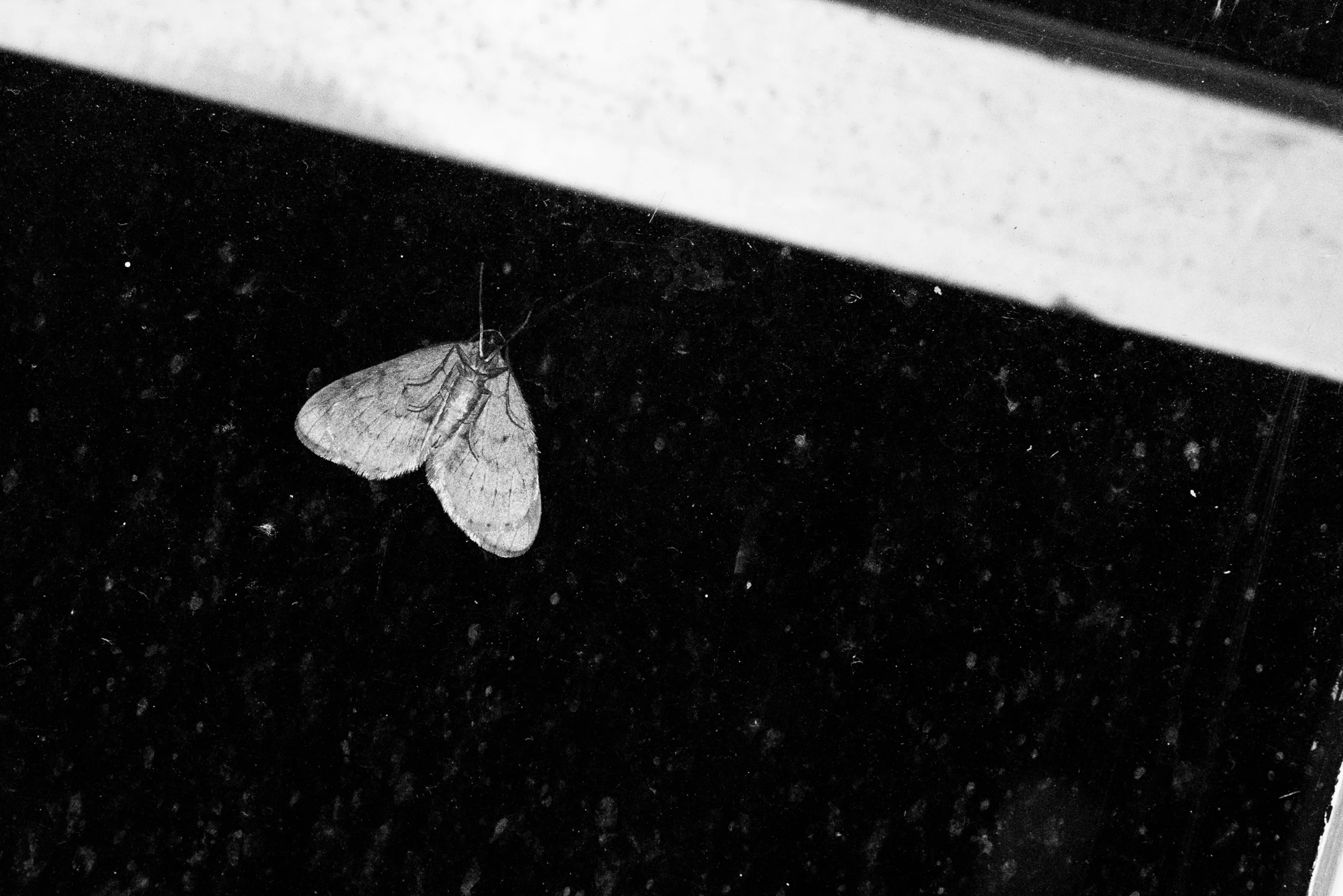 Moth