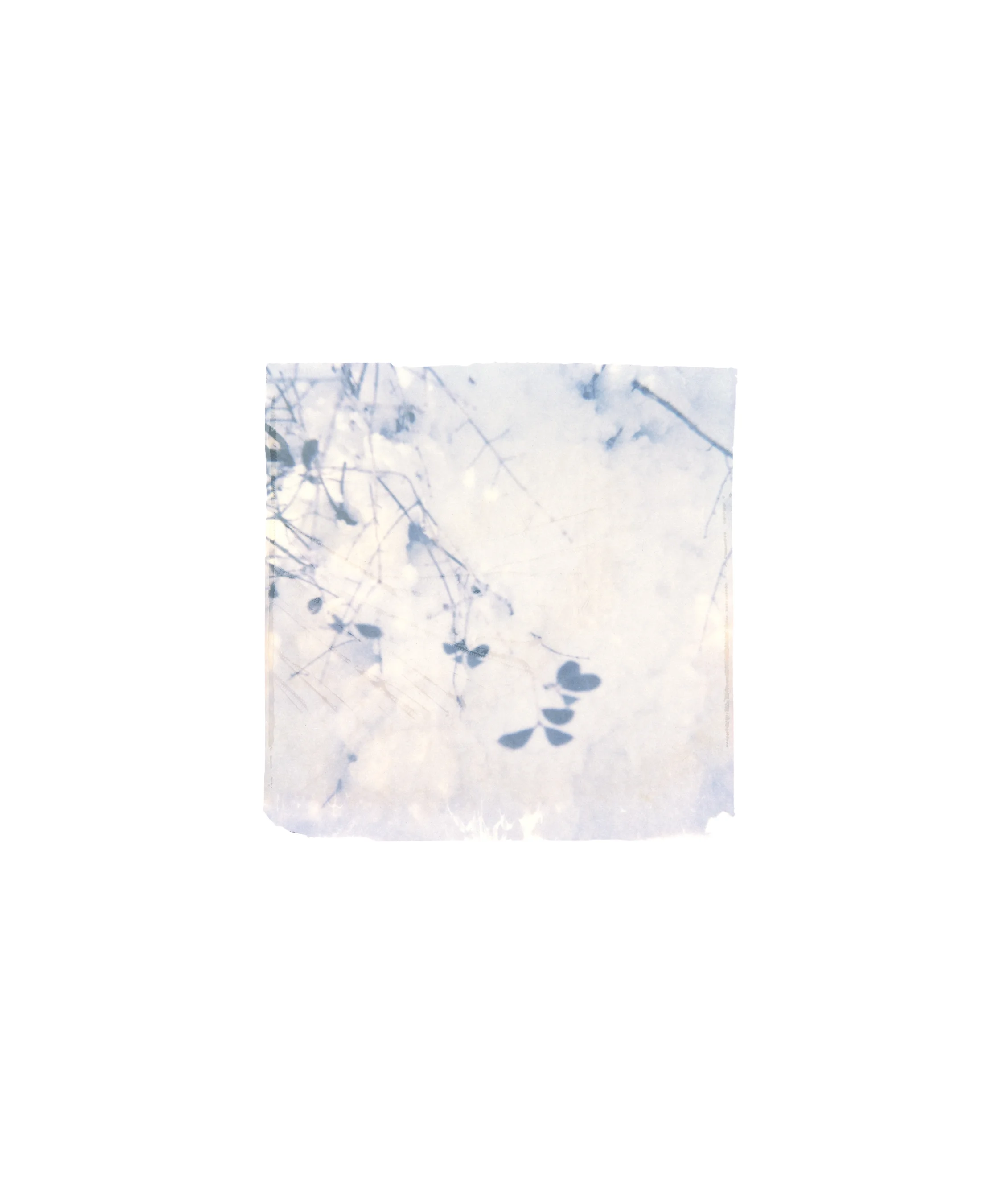 Emulsion Lift_1.jpg