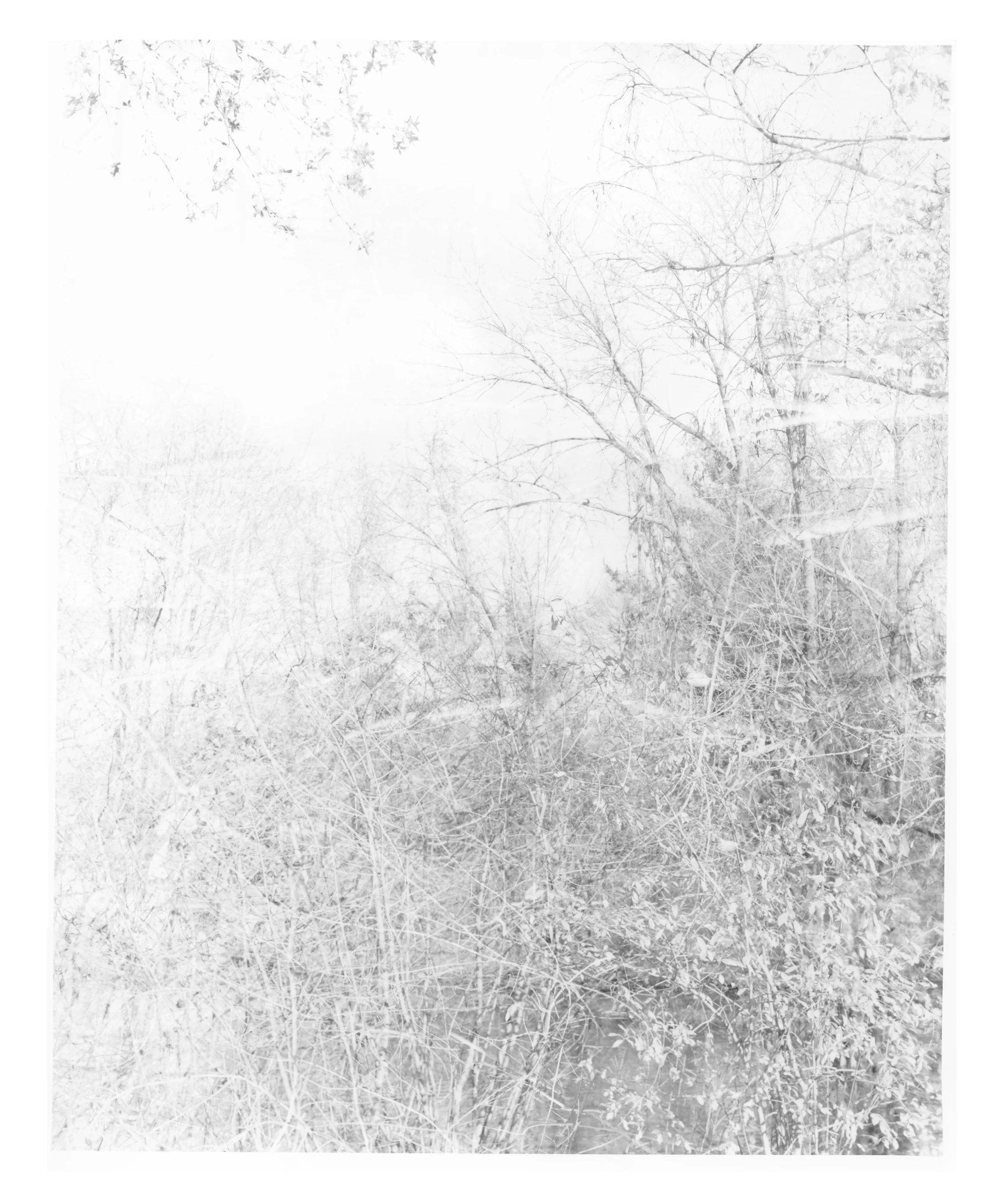 Trees_4.jpg