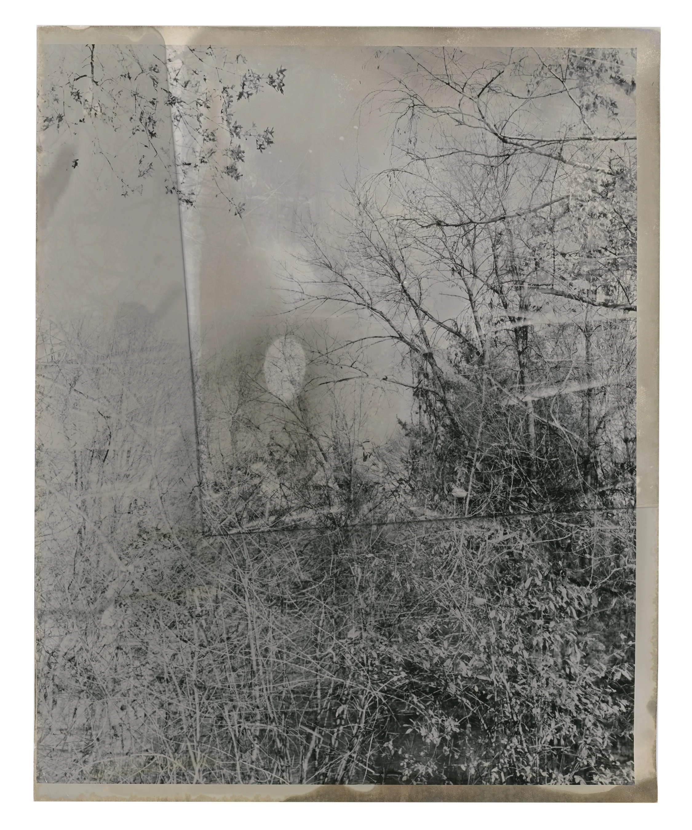 Trees_5.jpg