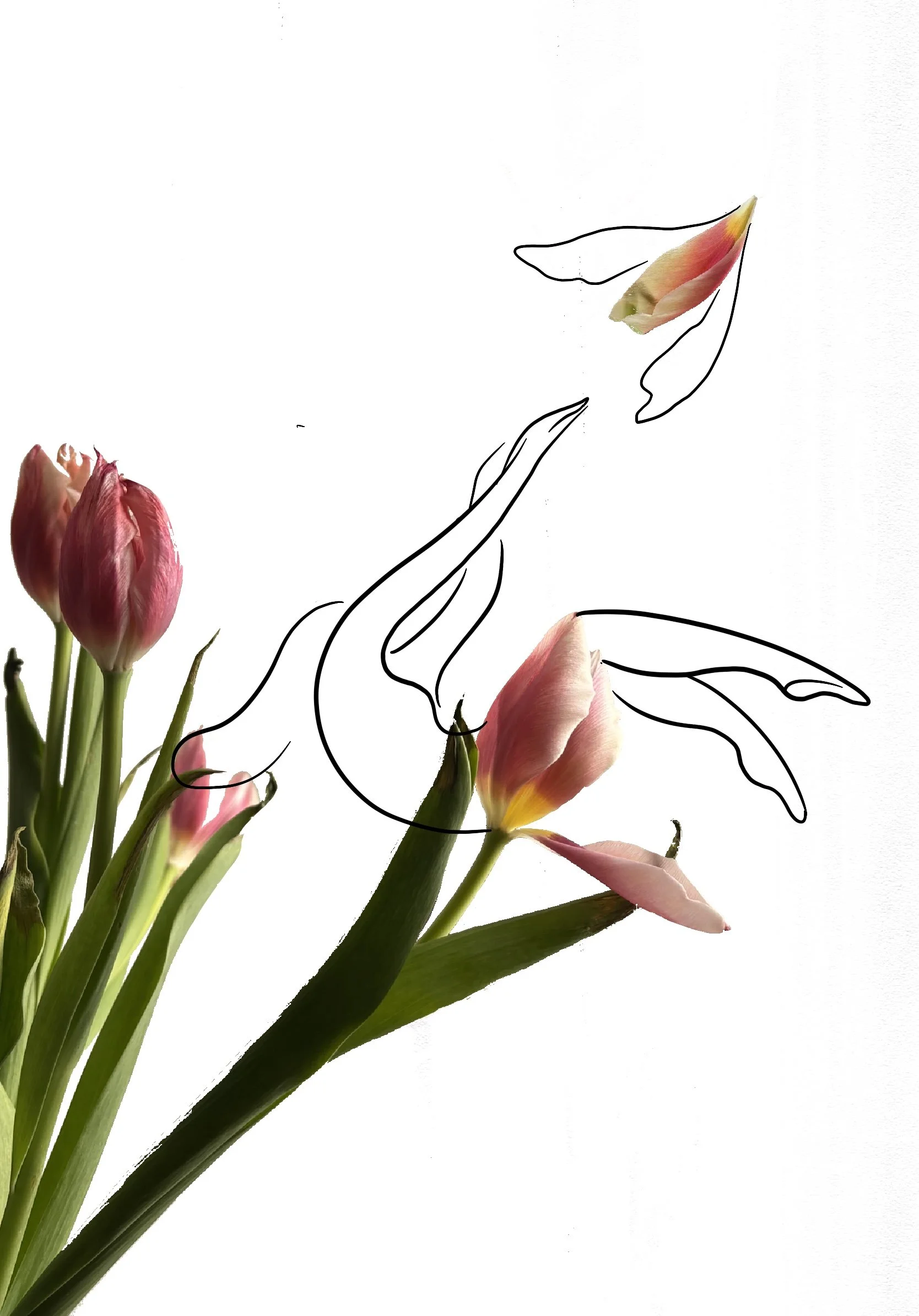Tulipping_.jpg