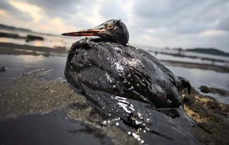 25 Year Anniversary of the Exxon Valdez Alaskan Oil Spill