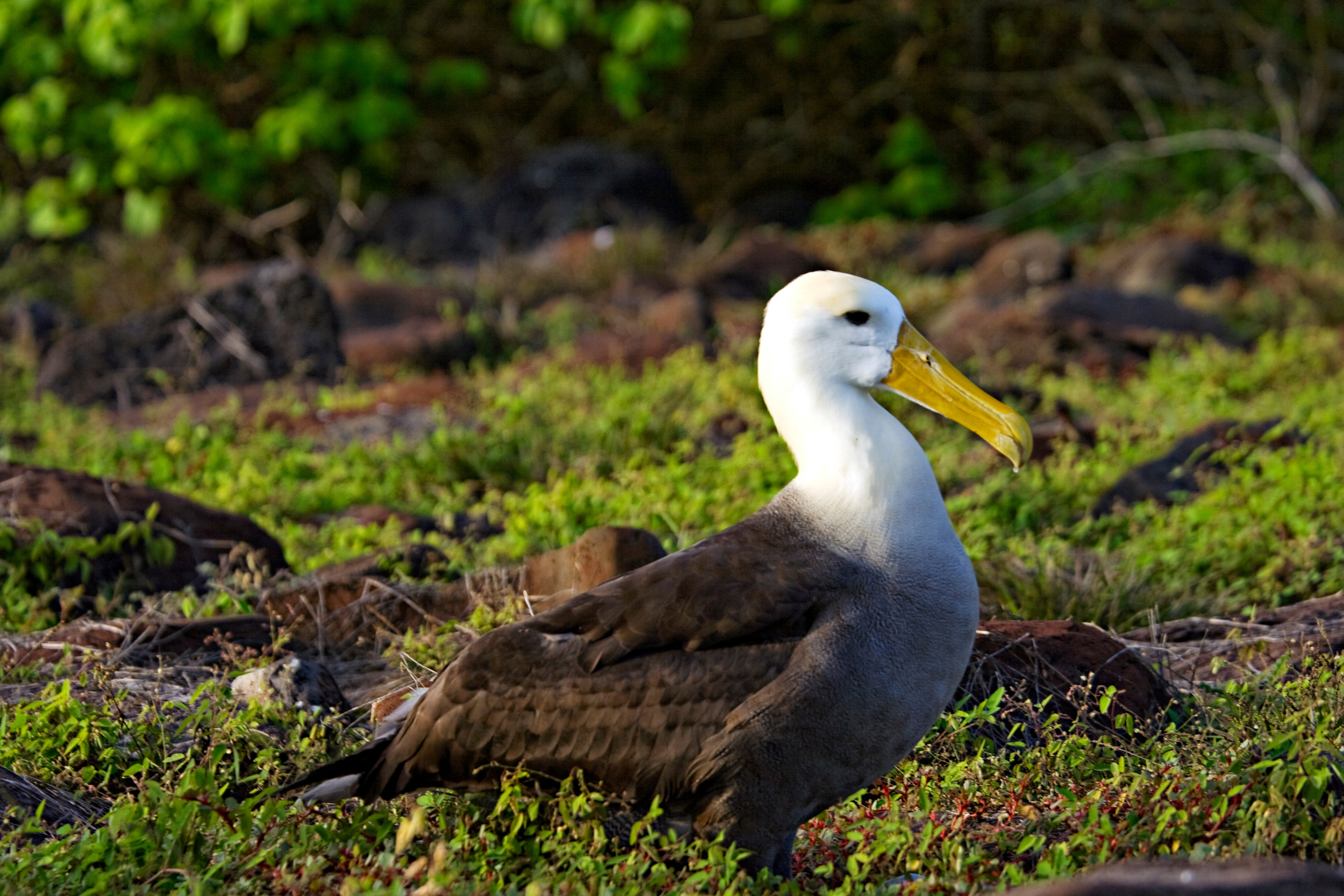 Galapagos Islands — Mark Rothschild Photography