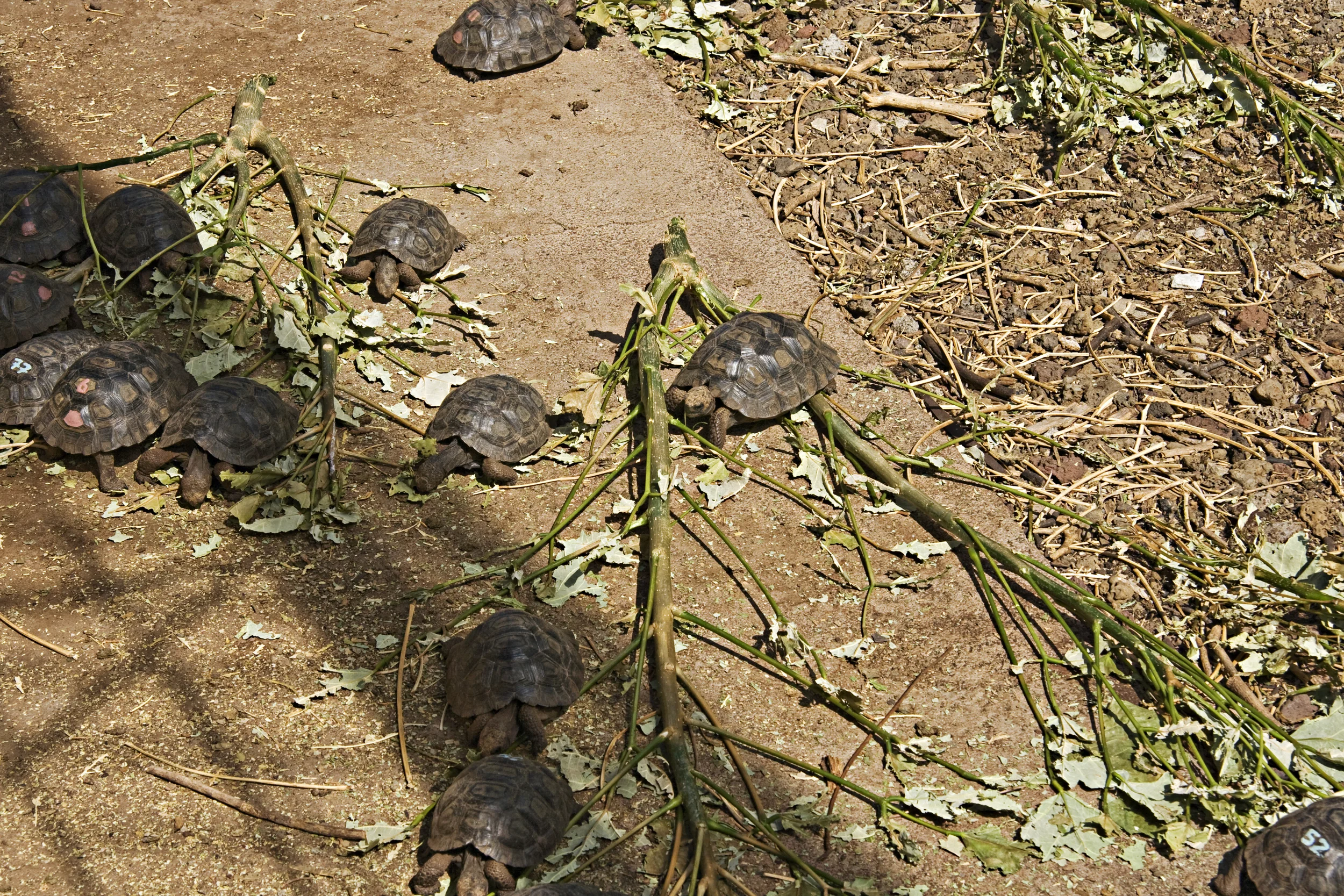 Charles Darwin Research Station