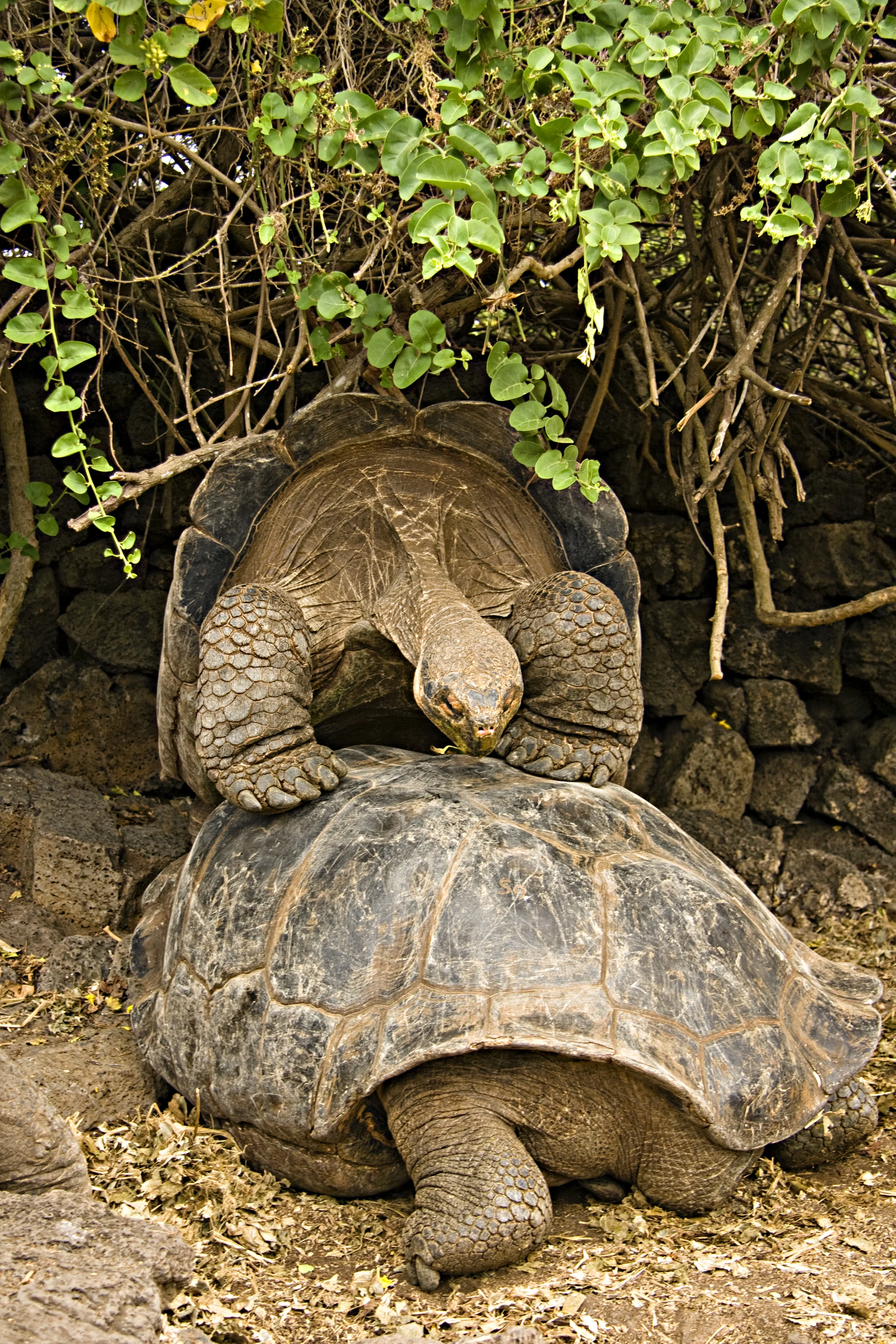 Tortoises fornicating from the wrong end
