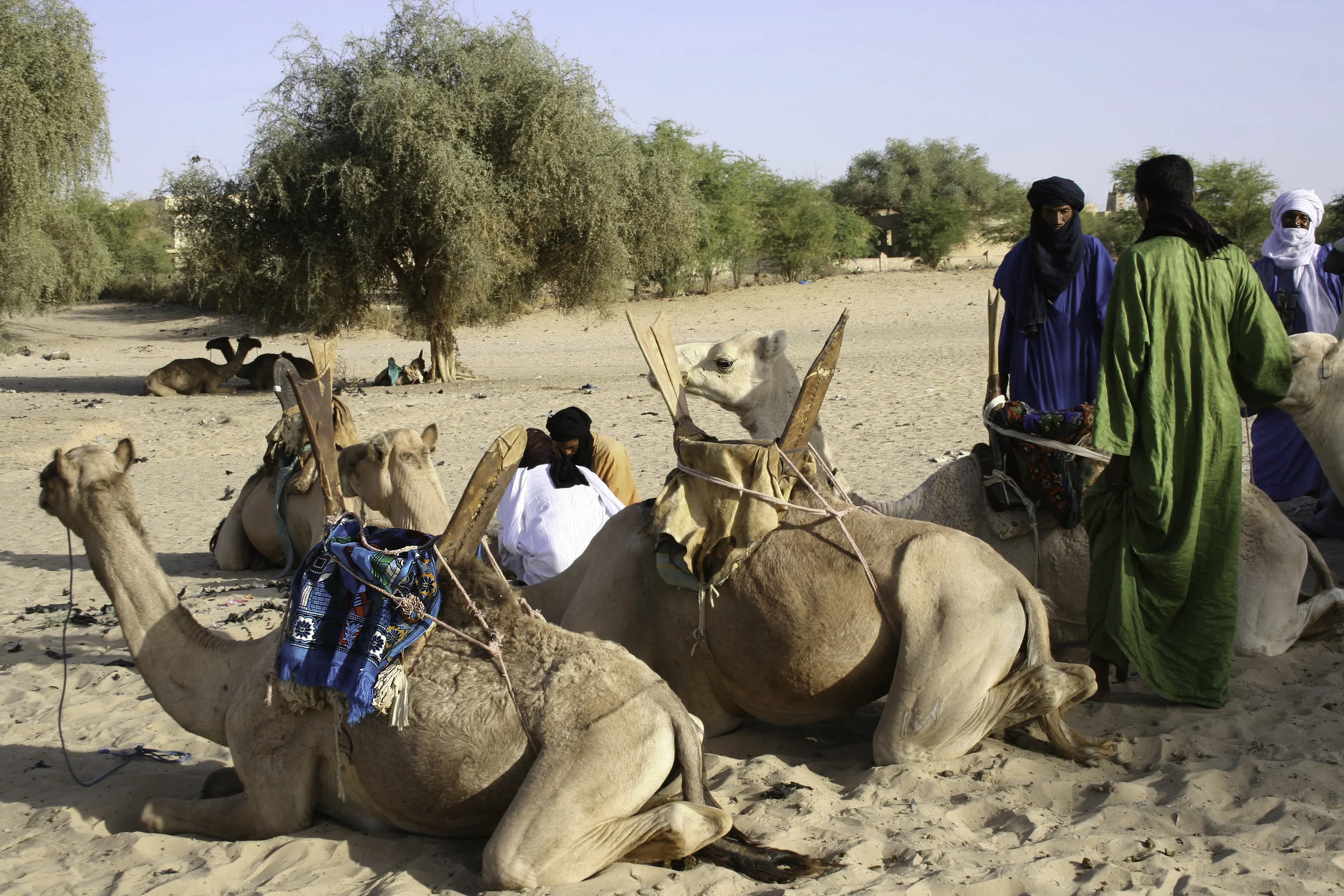 Tuaregs preparing camels for a caravan towards Taudenni