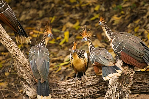 Hoatzins, or Stinkbirds