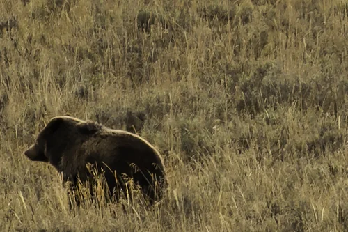 Grizzly Bear