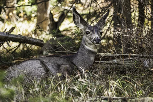 Grand Teton Deer