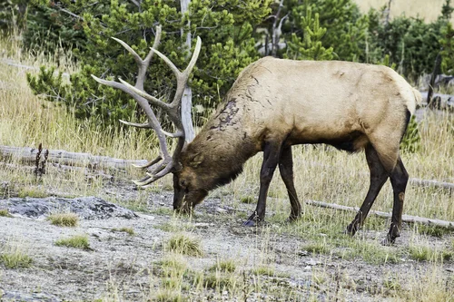Male Elk