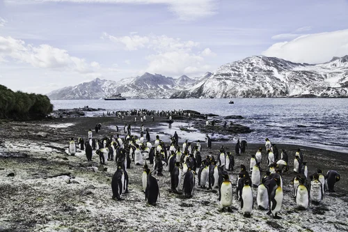 king penguins St. Andrew's Bay South Georgia.jpg