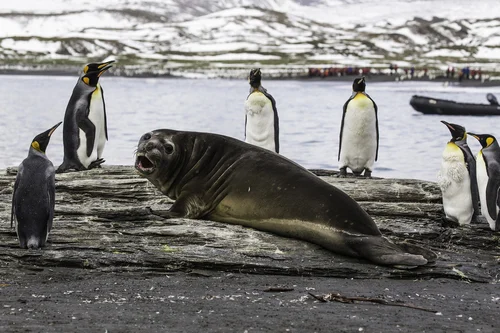 elephant-seals-king-penguins.jpg