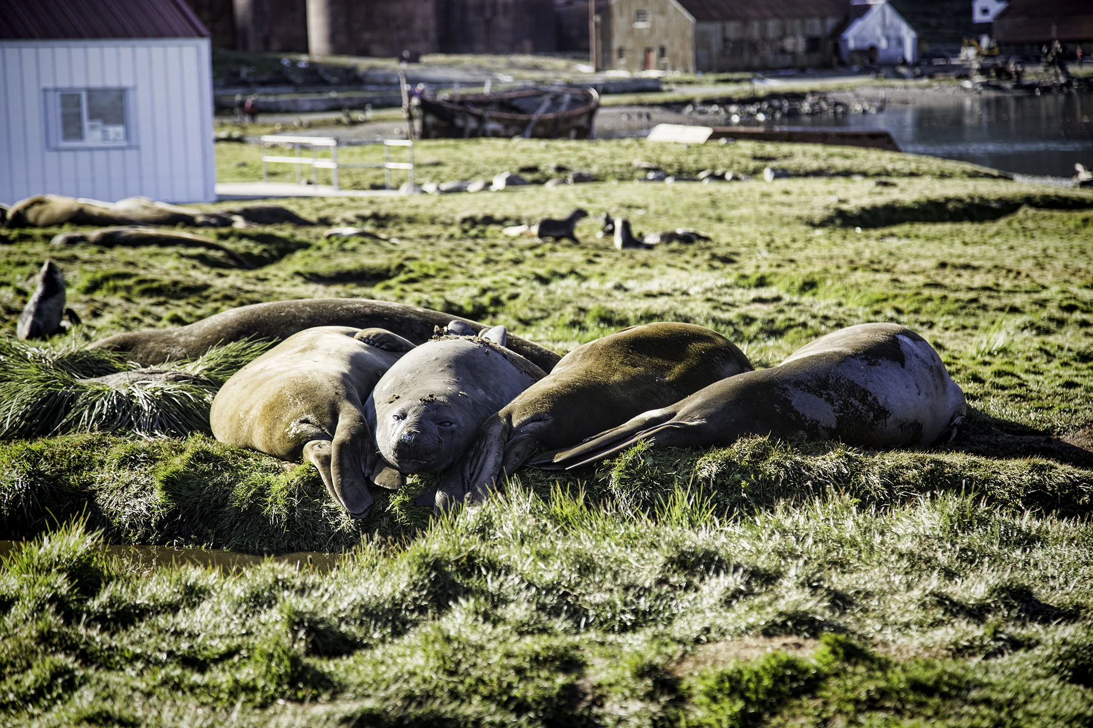 elephant-seals-grytviken.jpeg