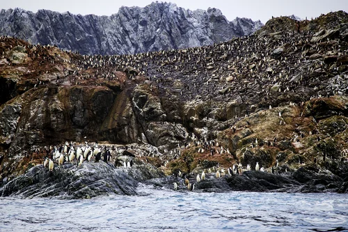 elephant-island-antarctica.jpg