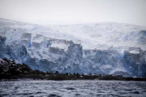 penguins-fur-seals-elephant-island.jpg