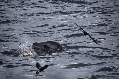 penguin-lion-seal-elephant-island.jpg