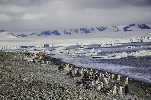 adelie-penguins-bown-bluff.jpg