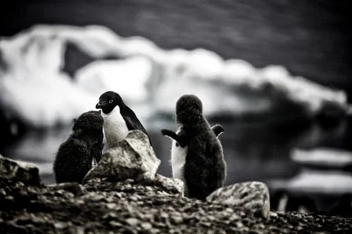 adelie-penguins-brown-bluff.jpg