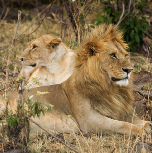 My Fascination with Lions
