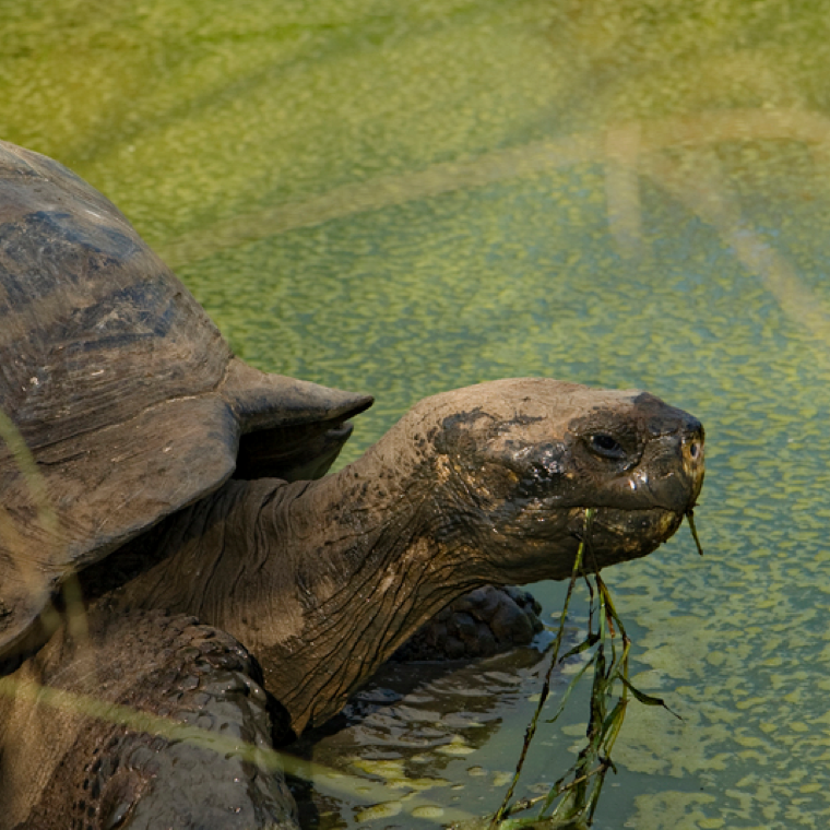 Tracking Turtles in the Galapagos Islands