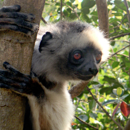 The Land of the Lemurs - Madagascar