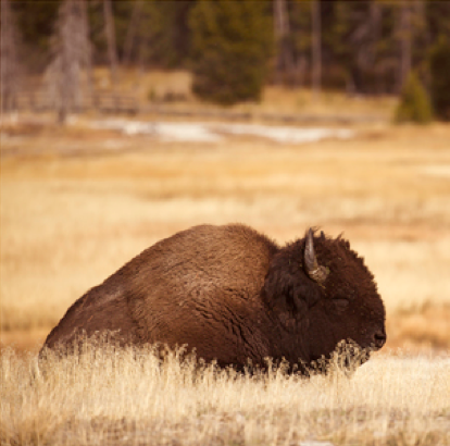 Wildlife in Yellowstone