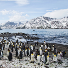 An Excursion to St. Andrew's Bay, South Georgia Island