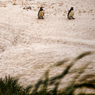 A Morning in Gypsy Cove