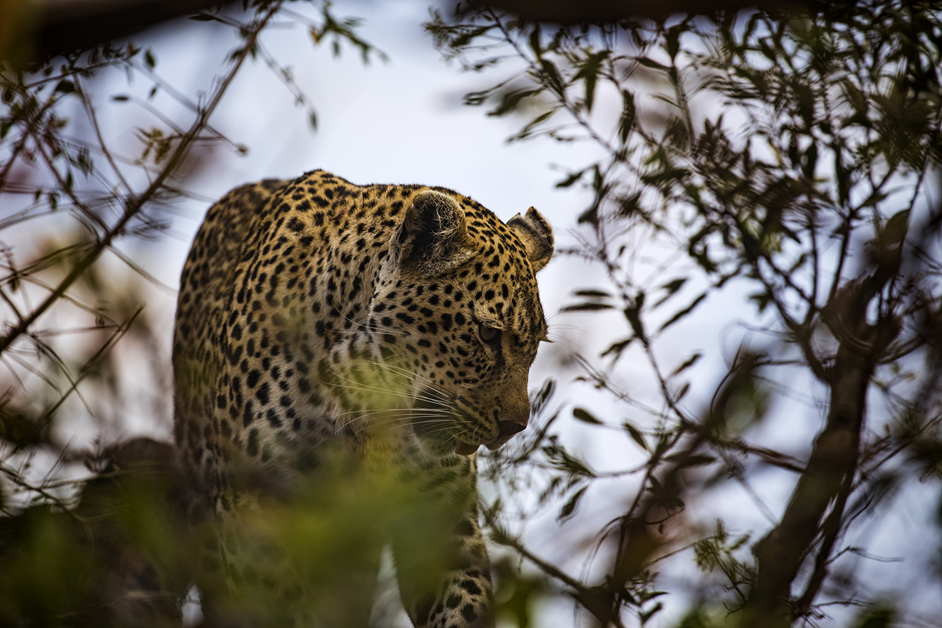 _MG_2316b-TP.jpg