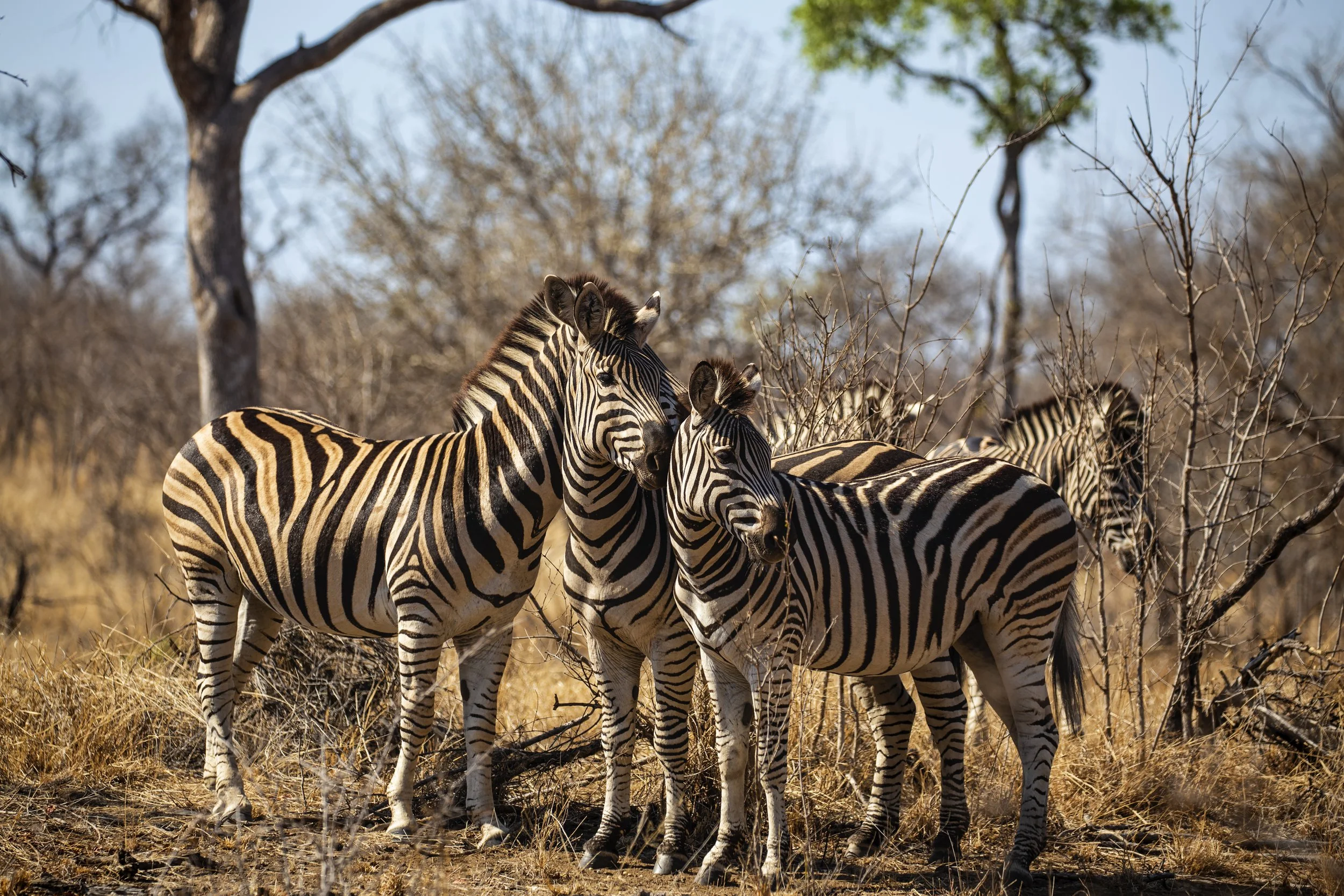 Zebras_Mark Rothschild.jpg
