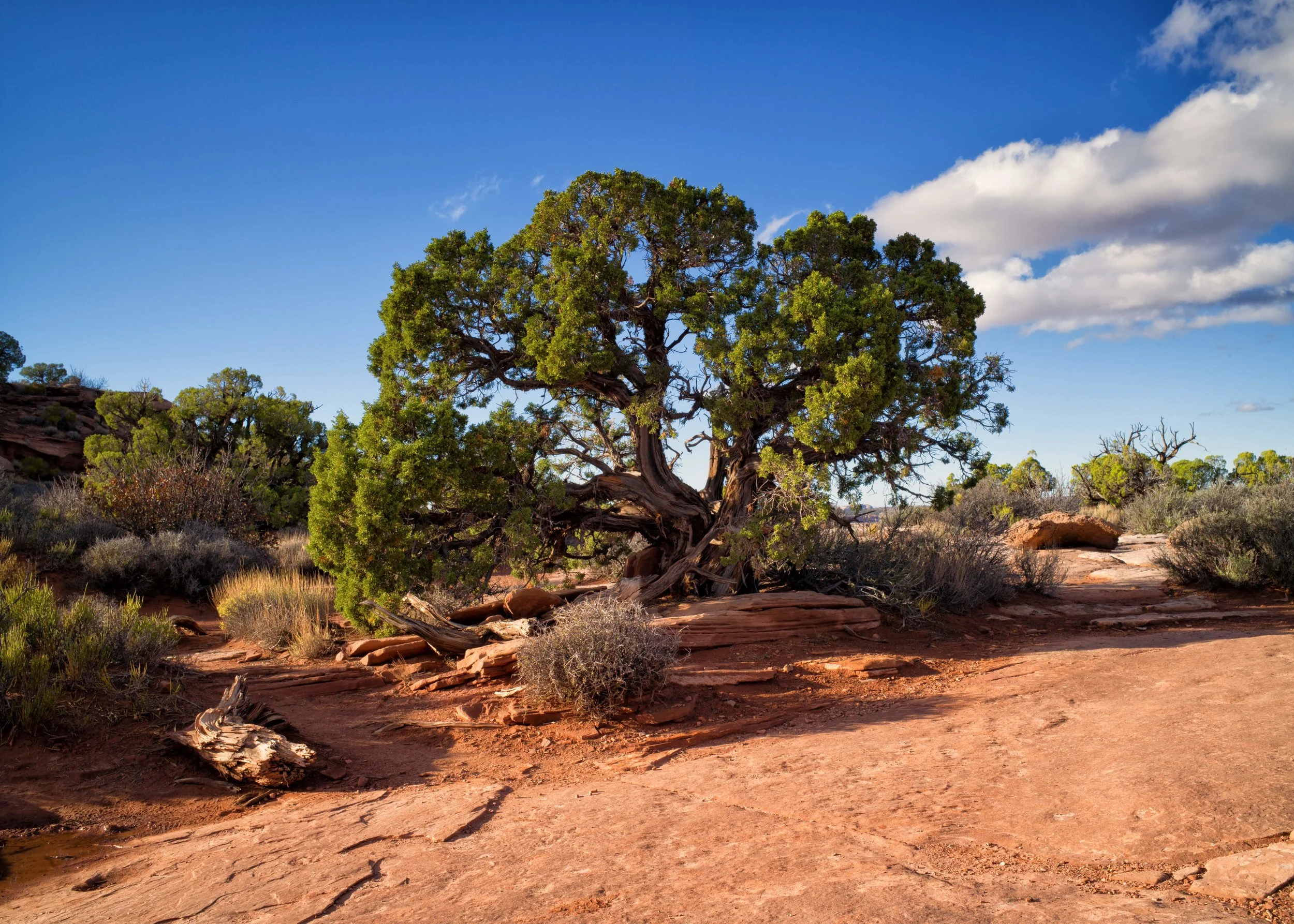 L1008567-Edit.jpg