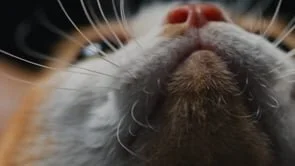 CAT PERSON: Jason Wu Collection