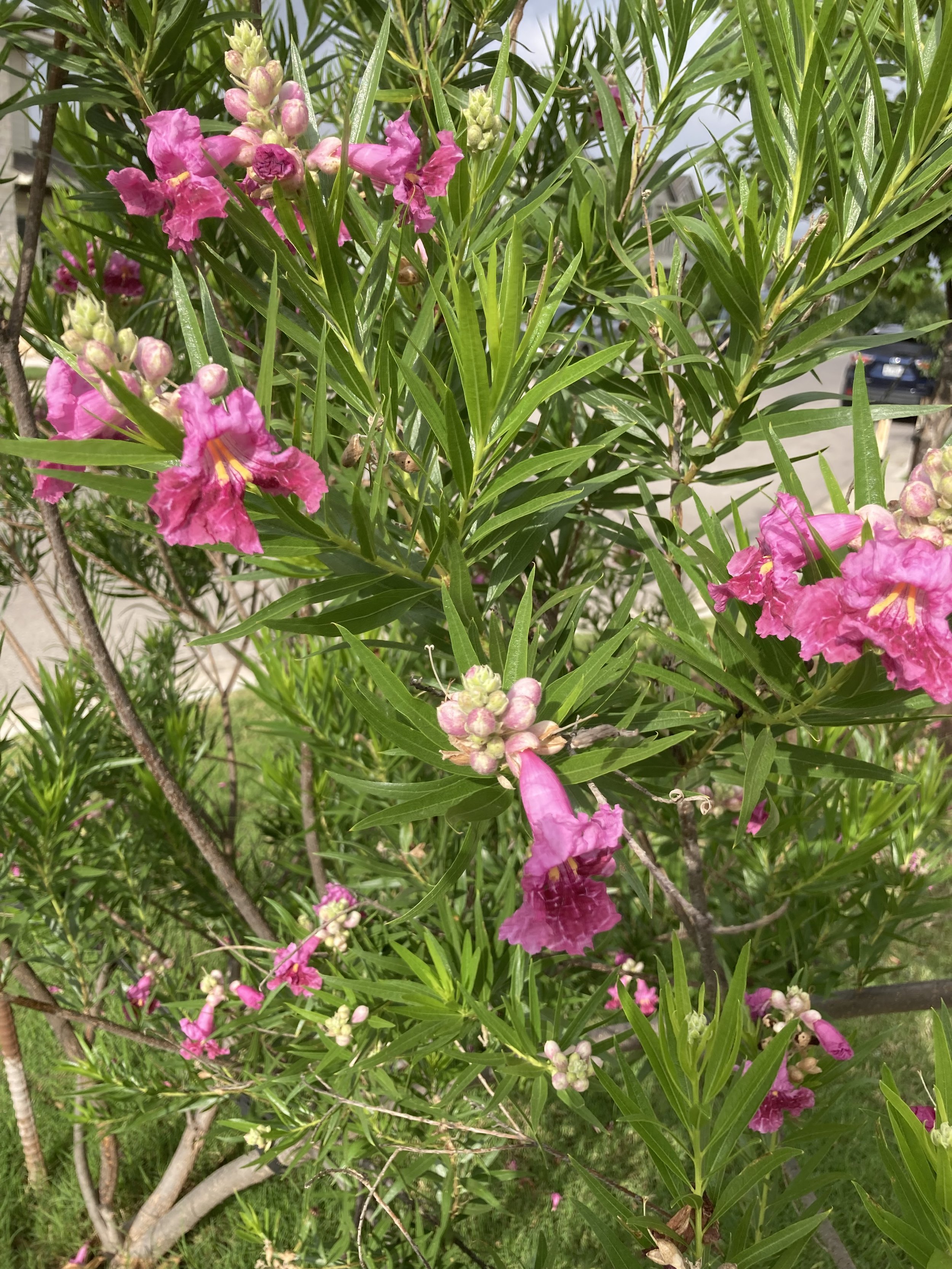 Flowering desert willow.jpg