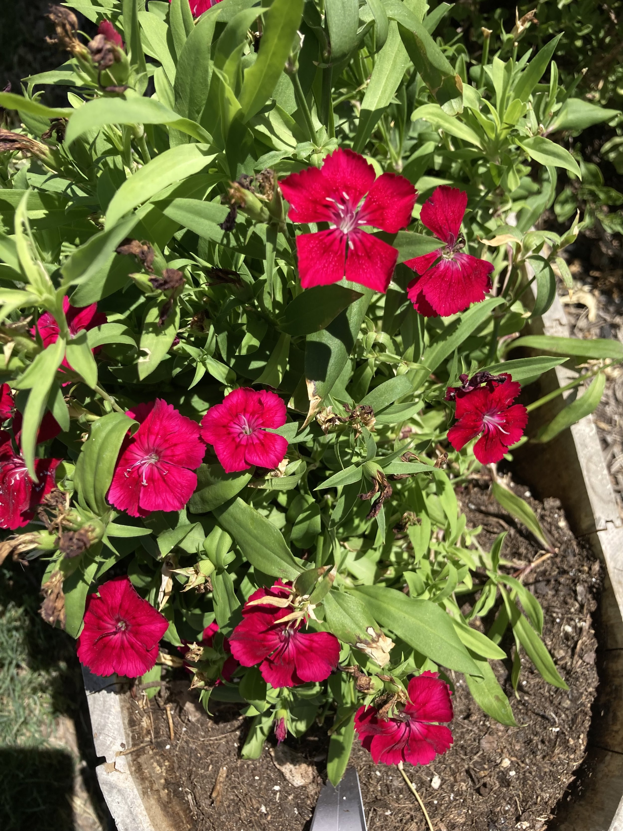 Red dianthus.jpg