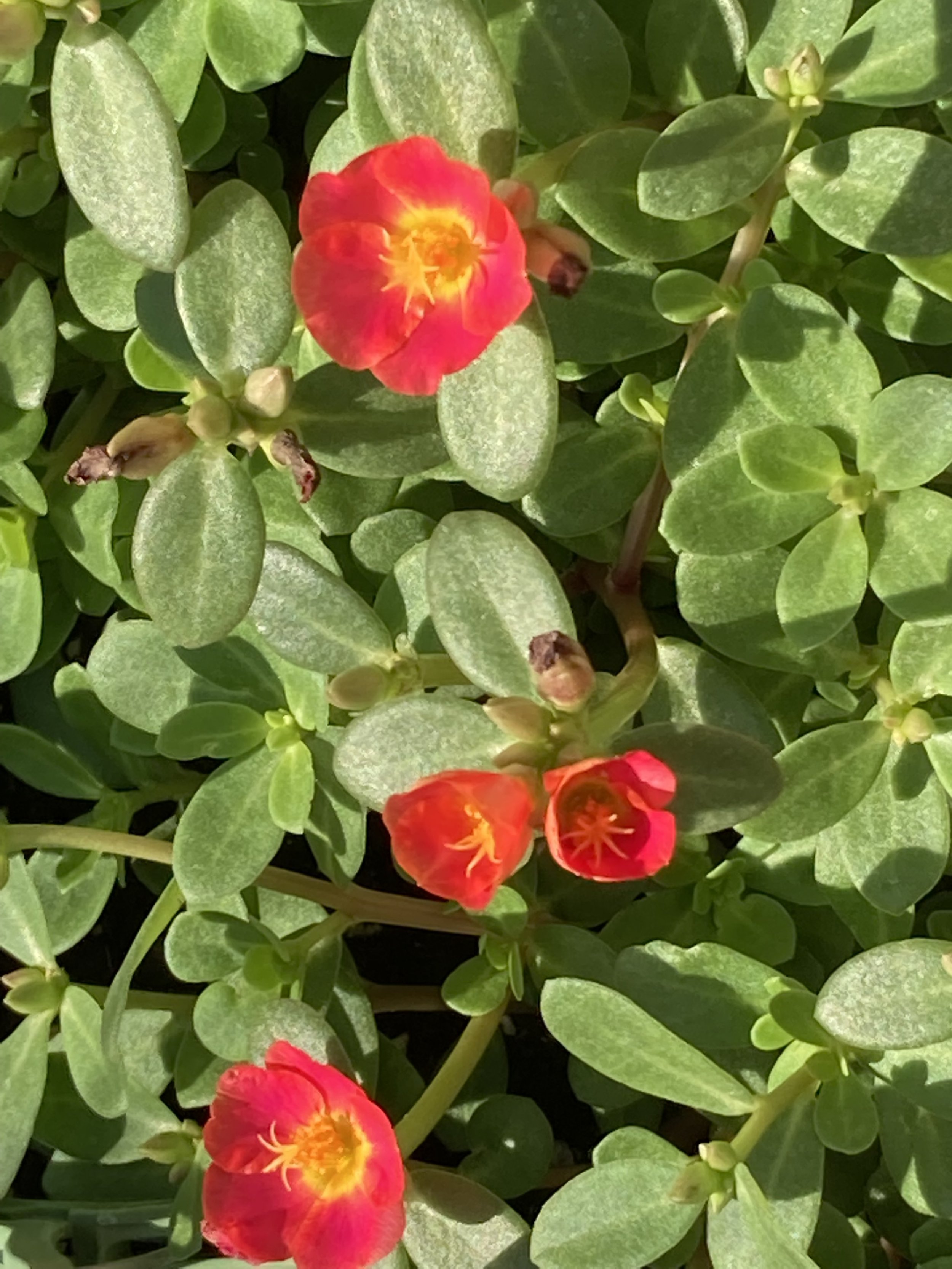 Pink-orange purslane.jpg