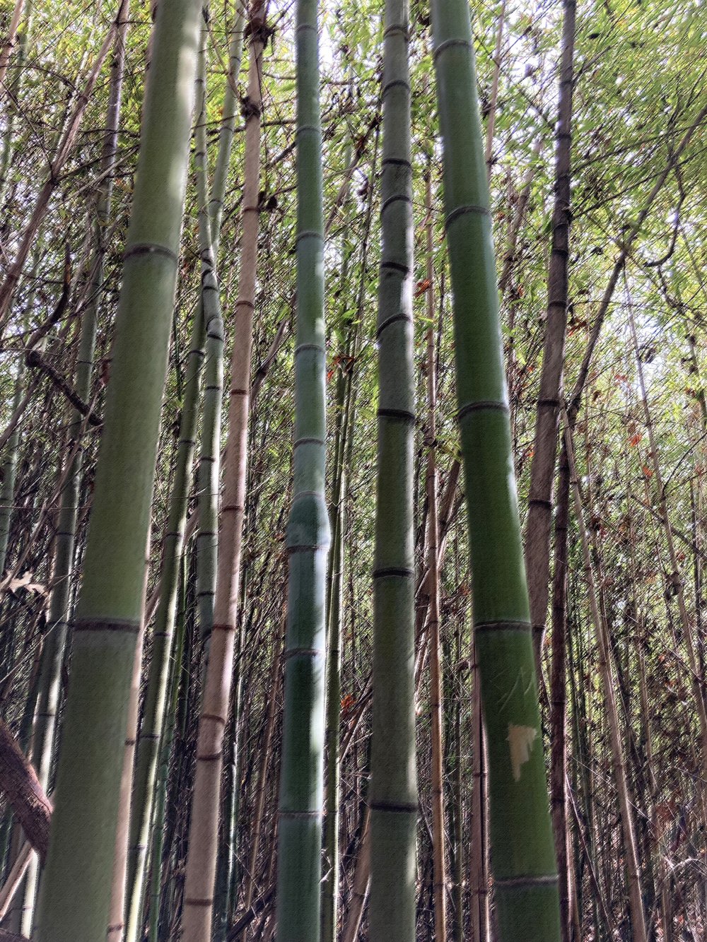Bamboo stand + rough pastels filter.jpg